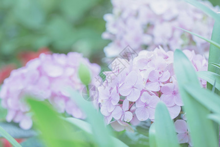 花朵以面糊的音调图片