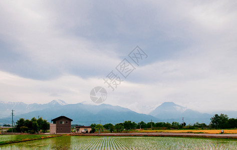 在热卡镇绿稻田的农庄中图片