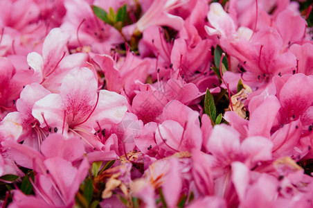 粉红色的杜鹃花图片