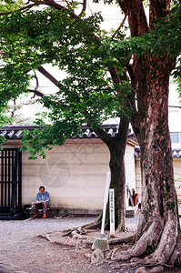 2013年5月日奈戈亚雅潘日本老人坐在树下图片