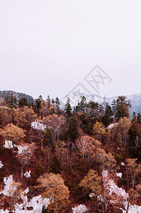 阿尔卑斯山上的雪和树图片