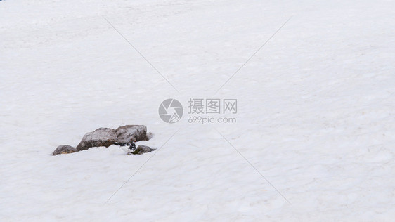 在日本富山的tateyamakurobe阿尔卑斯山的murodo地区岩鸟站在冬天的雪地上图片