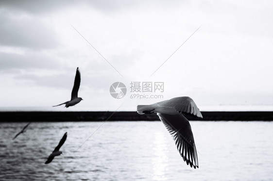 美丽的飞行海鸥和背景日落的轮光图像图片