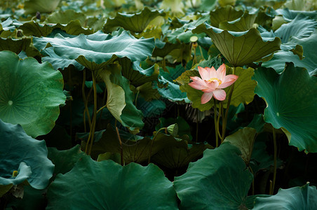 盛开全的皇家莲花在著名的西湖夏月莲花池的绿叶中图片