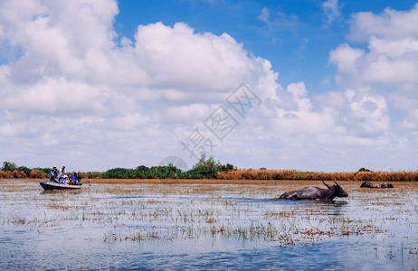 2013年月日泰国大自然旅游船Talynoi的足迹远Talynoi的水牛在Tngkhla湖泰国南部最大的湖泊Ramsr湿地和So图片