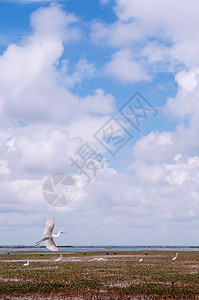 白埃格雷特牧羊鸟飞越Talynoi的风景图片