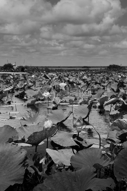塔莱诺伊禽保留地Talynoi家禽保留地的黑白图像露台池塘拉马萨湿地对Songkhla湖ptlungThailnd的复苏图片