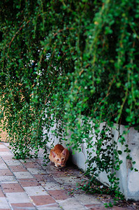 猫躲在绿树丛下好奇地盯着摄像机看图片