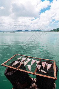 当地晒太阳的鱼在泰国Songkhla海边炎热的夏日阳光下在网托盘上晒鱼图片