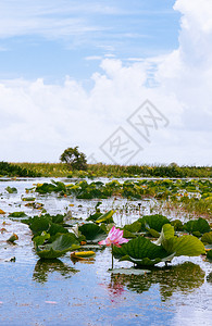 Talynoi禽保留地中的粉红色皇家莲花拉马萨湿地对Songkhla湖的恢复马塔隆泰兰图片
