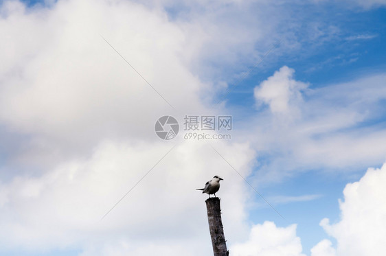 在木棍上捕鸟对抗塔莱诺伊的夏蓝天空塔莱诺伊拉马萨湿地图片