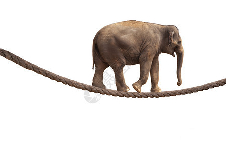 一只杂技大象走在被孤立白色背景的绳子上图片