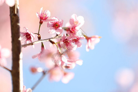 萨库拉樱花图片