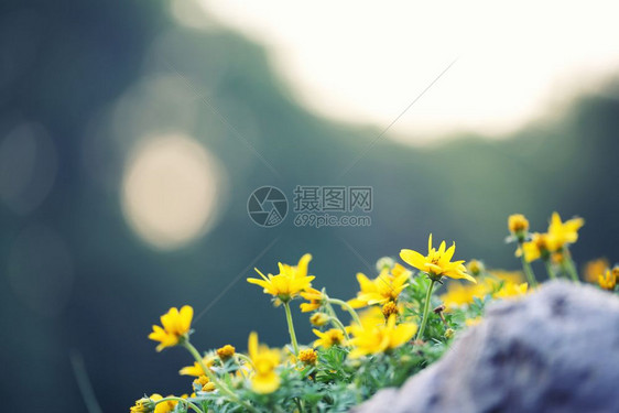 春天的黄色花朵紧闭图片