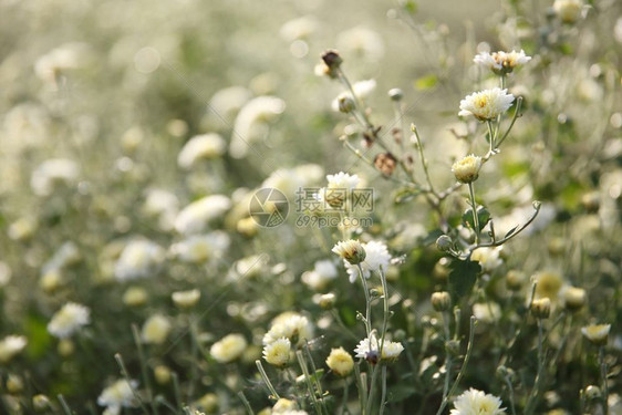 花园中的小白花图片