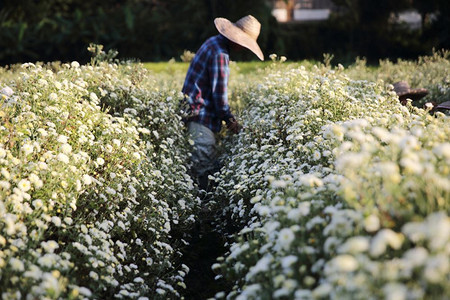 花园中的小白花图片