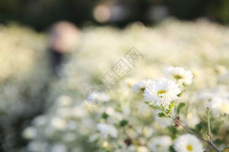 花园中的小白花图片