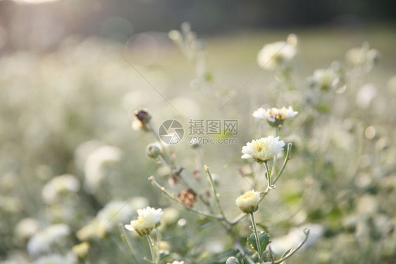 花园中的小白花图片