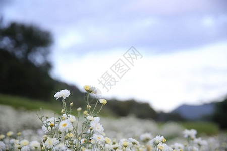 公园中的小白花图片