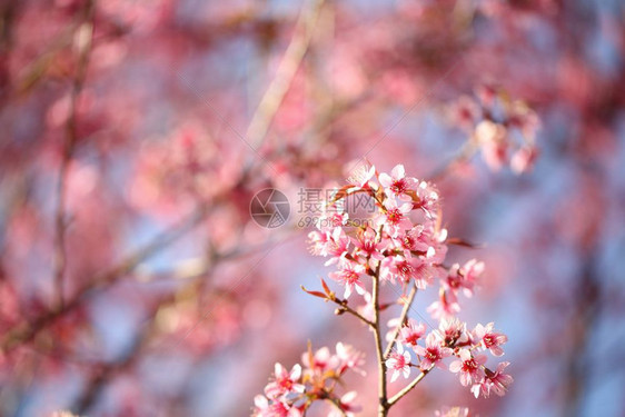 粉樱花图片