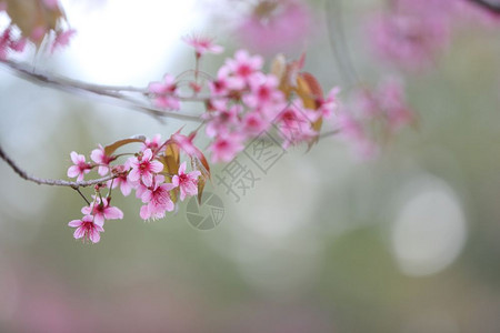 漂亮的粉色樱花图片