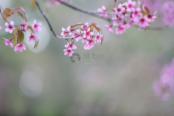 漂亮的粉色樱花图片