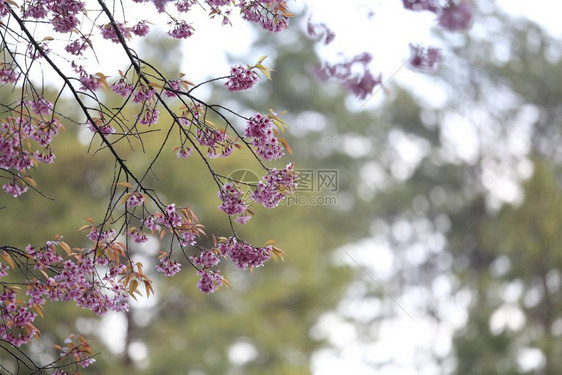 漂亮的粉色樱花图片