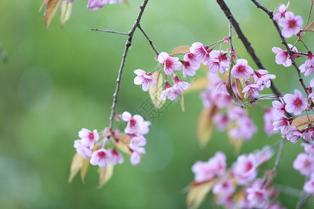 樱花粉红图片