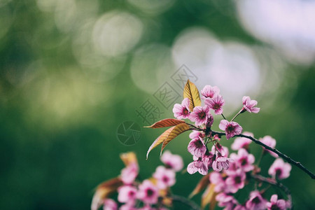 樱花粉红图片