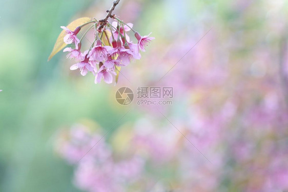 樱花粉红图片