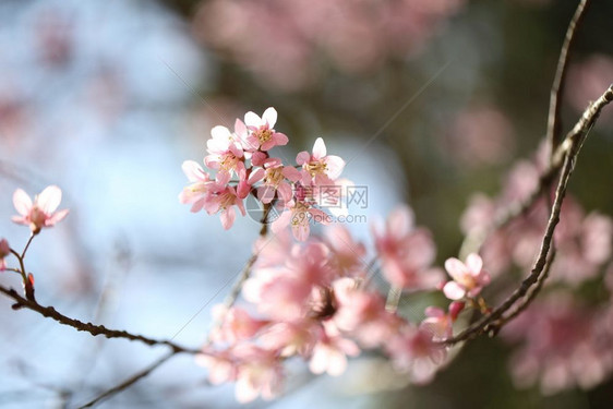 紧贴的泉水粉花图片