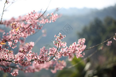 紧贴的泉水粉花图片