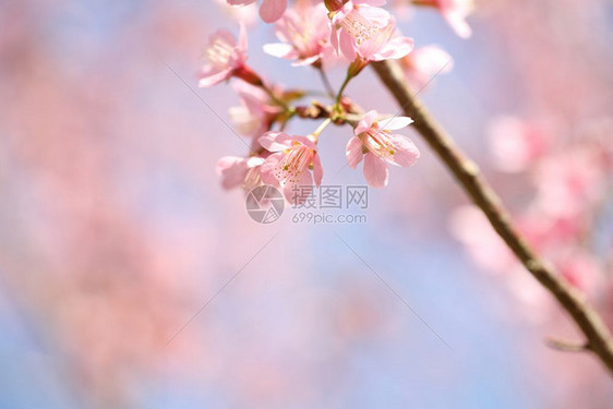 粉色美丽的樱桃花图片