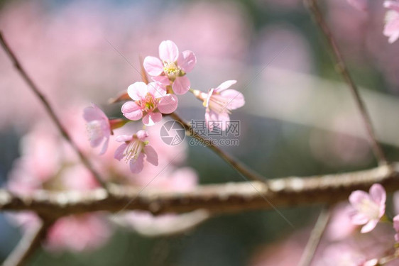 粉色美丽的樱桃花图片