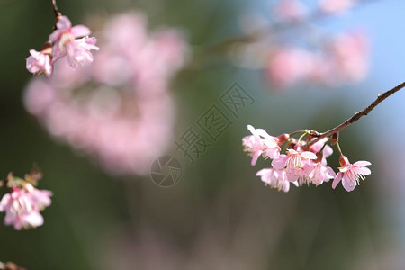 粉色的樱桃花图片