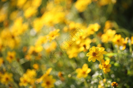 盛开的黄色花朵图片