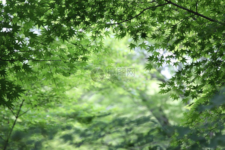 绿色的树叶日本绿树背景图片