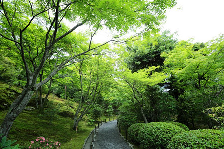 在日本京都的花园图片