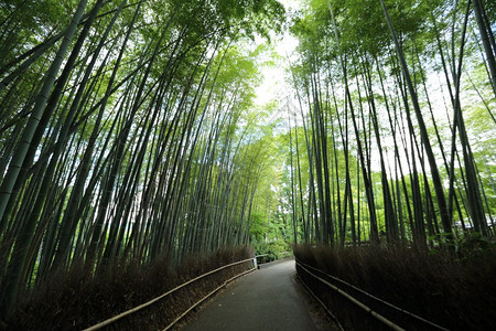 竹林日本在京都图片