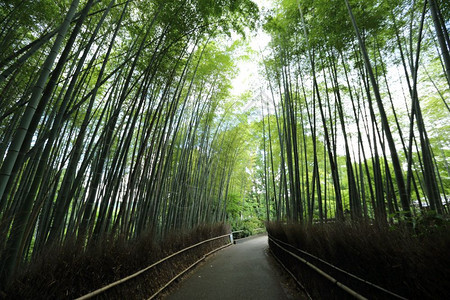 日本京都的青山竹林高清图片下载 正版图片 摄图网