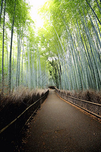 竹林日本在京都图片