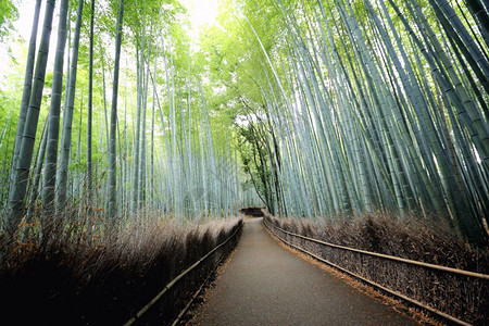 竹林日本在京都图片