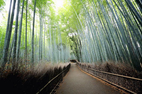 竹林日本在京都图片