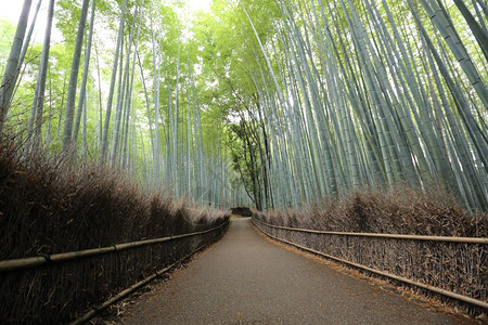 竹林日本在京都图片