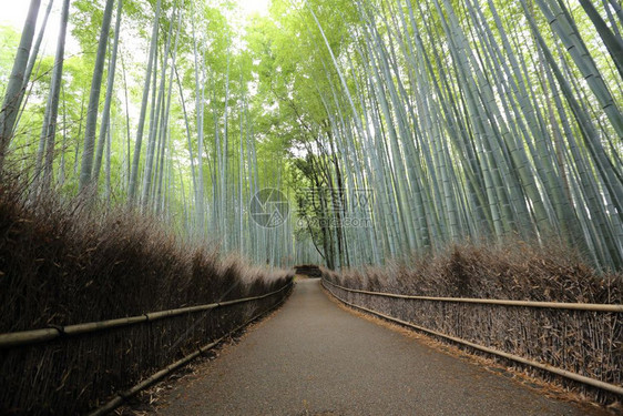 竹林日本在京都图片