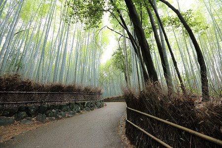 竹林日本在京都图片