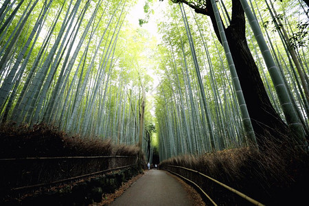 竹林日本在京都图片