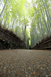 竹林日本在京都图片