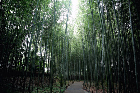 竹林日本在京都图片