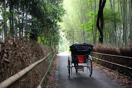 竹林日本在京都图片